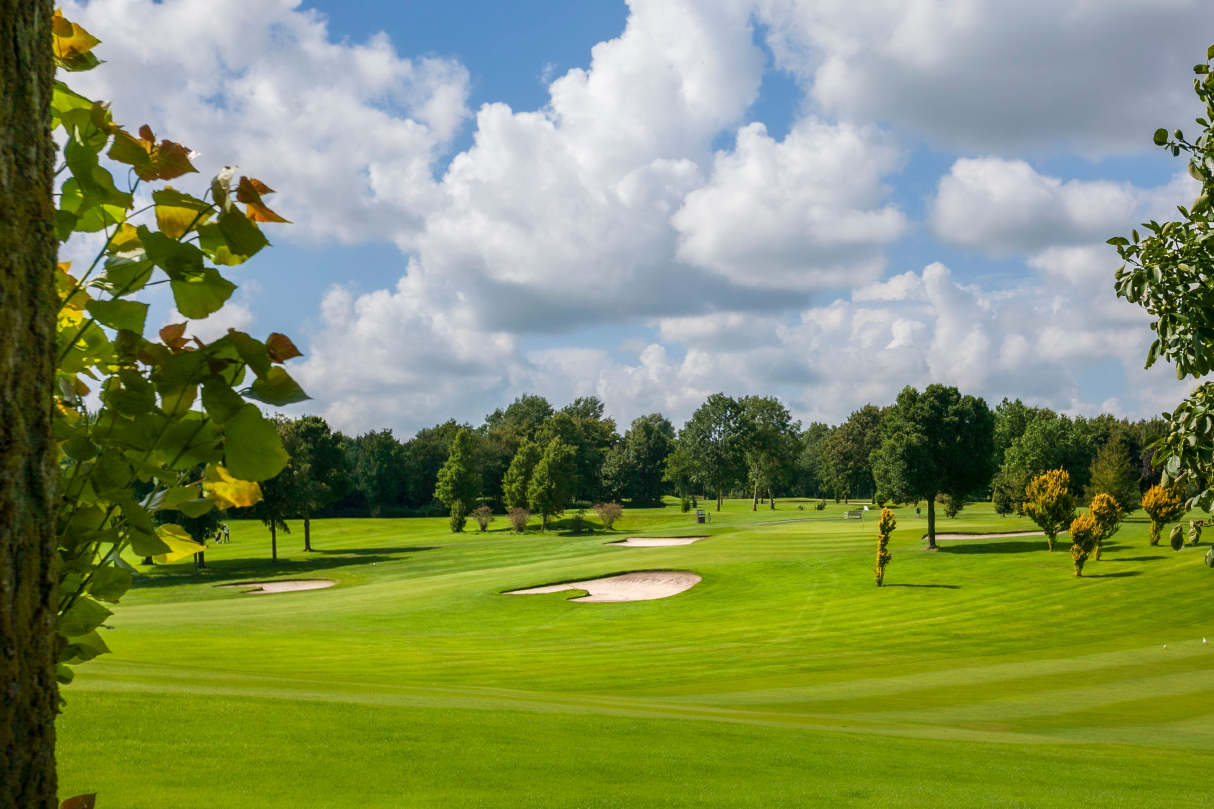 WESTWOUD WESTFRIESE GC 36